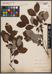 Foto von Salix caprea L.